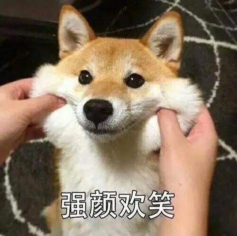 沙雕狗狗表情包游戏截图