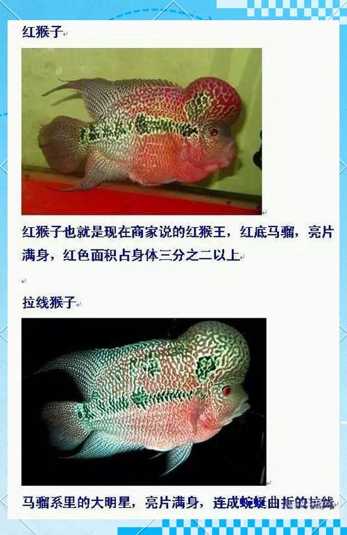 罗汉鱼品种图片介绍图标