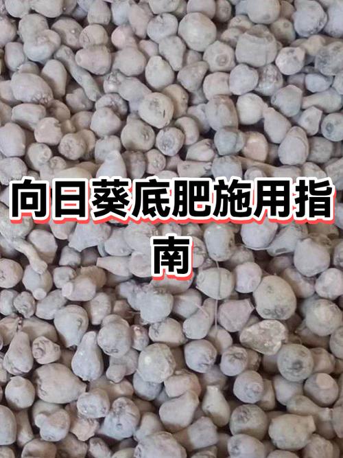 向日葵最忌三种肥料缩略图