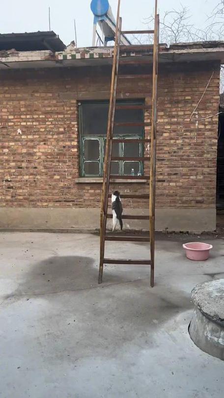 猫能爬楼梯吗