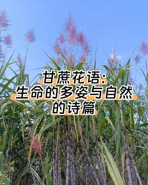甘蔗开花的原因