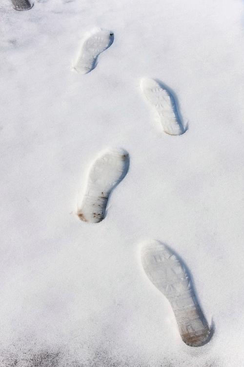 雪地上有动物的脚印发生了什么事情