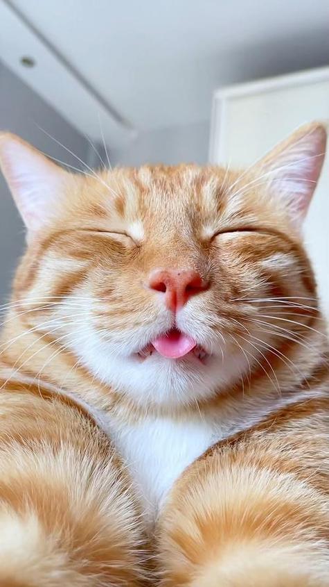 猫表情图解100个