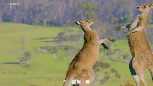 袋鼠赚钱游戏截图
