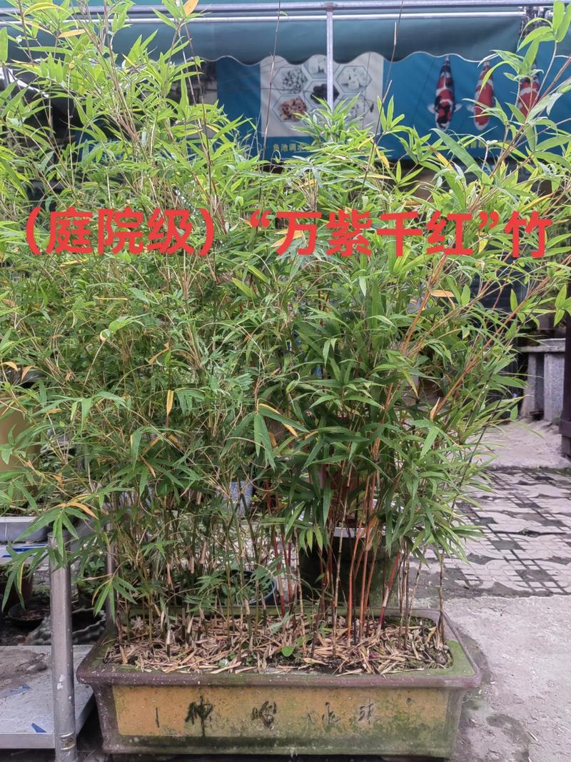 万紫千红一共是多少钱