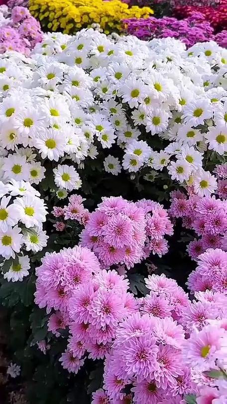 《花又期》原唱视频