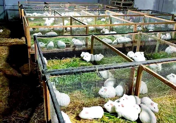 养豚鼠到底挣不挣钱缩略图