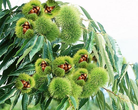 糖炒栗子剥开有白点缩略图