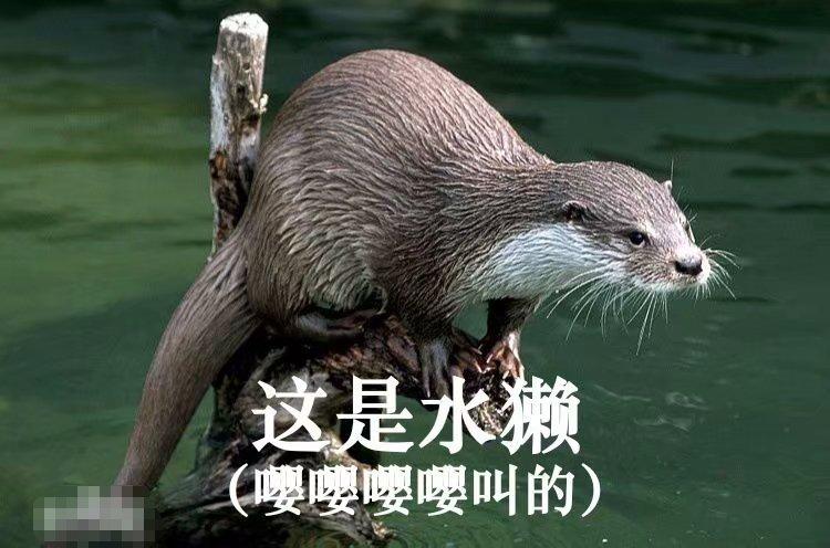 树懒水獭