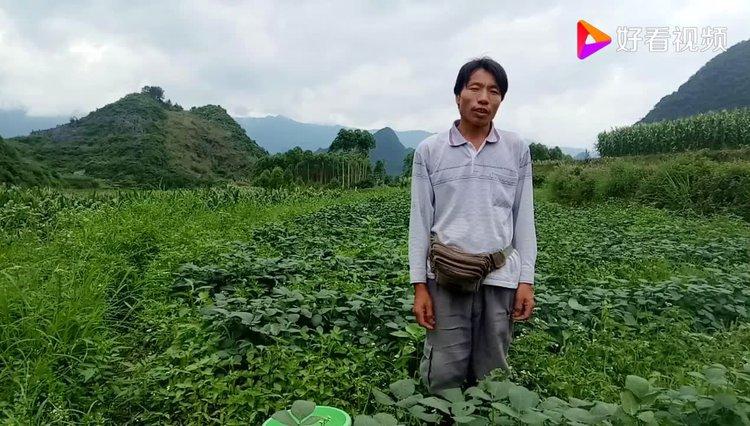 摘毛豆日记200字游戏截图