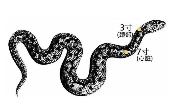 打蛇打七寸七寸是什么缩略图