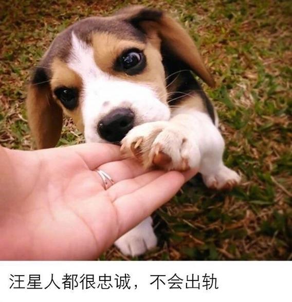 狗的简短美句缩略图