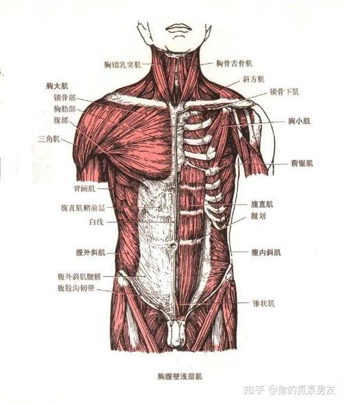 胸肌腹肌p图软件游戏截图