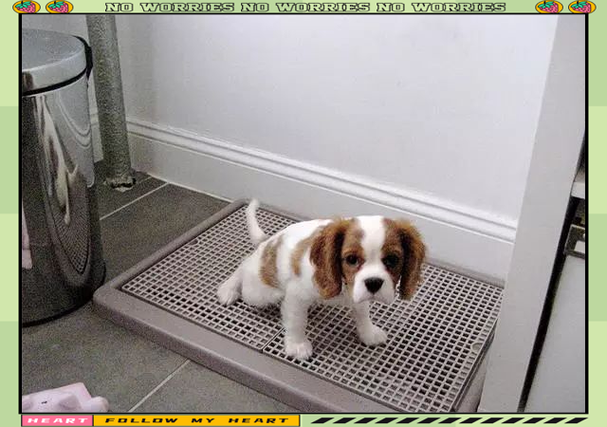 狗狗不拉屎怎么办