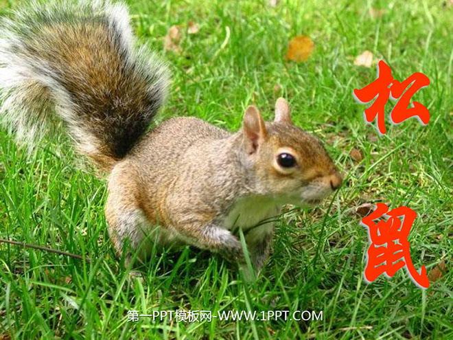松鼠阅读免费版下载安装缩略图