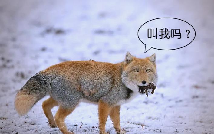 世界上有什么狐狸呢