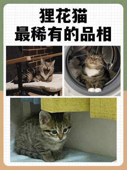 花猫画质修改器图标