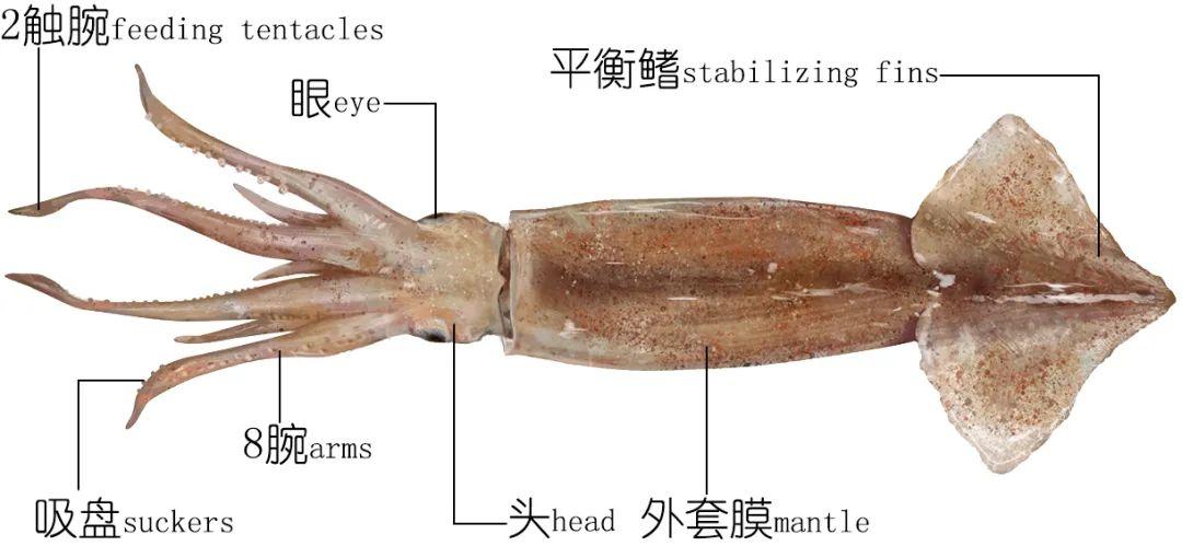 鱿鱼是癌细胞最喜欢吃的吗图标