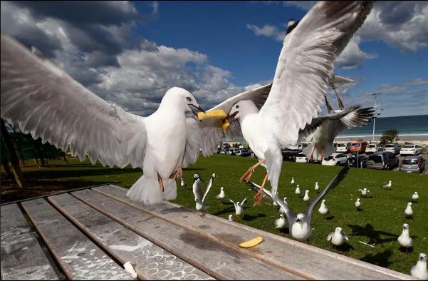 puffin海外版图标
