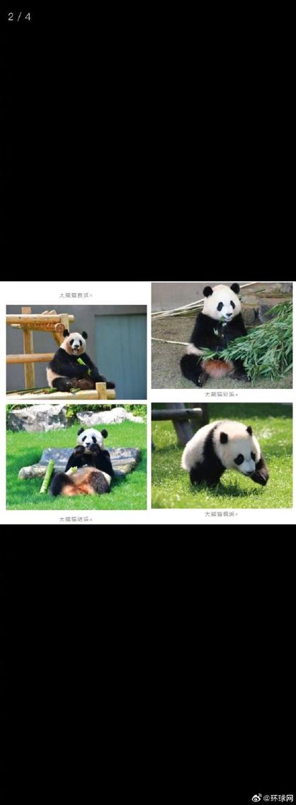熊猫到家缩略图