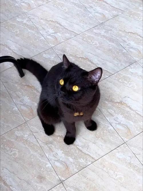 玄猫多少钱一只缩略图
