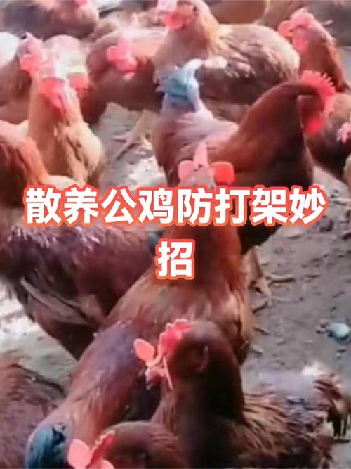 鸡打架一招解决图标