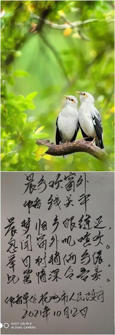 赞美清晨鸟叫声的句子
