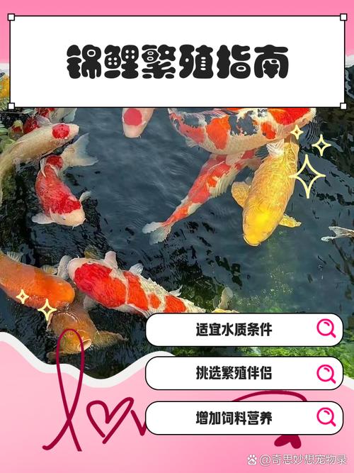 分红锦鲤财鱼怎么出缩略图