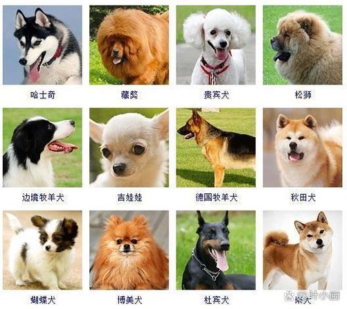 狗品种大全100种游戏截图