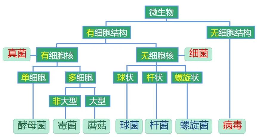 病毒和细菌的关系