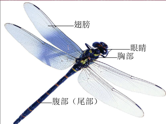 蜻蜓资料介绍图标