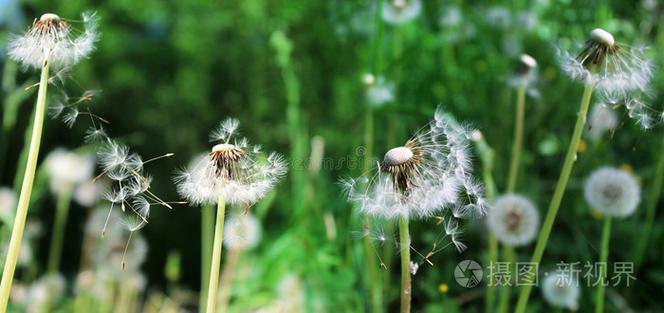 蒲公英的图片
