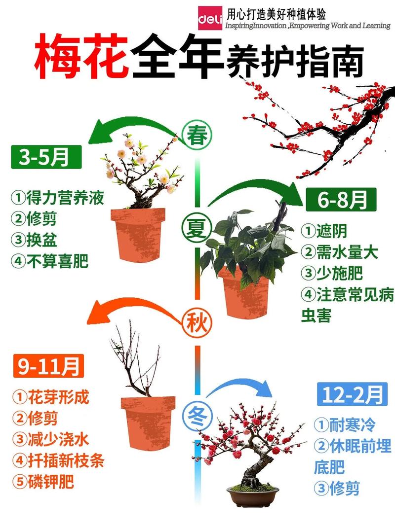 梅花管理视频