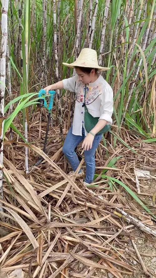 砍甘蔗短视频缩略图