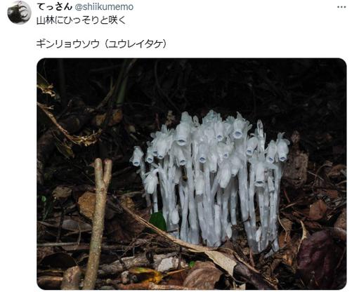 幽冥菇魔兽世界