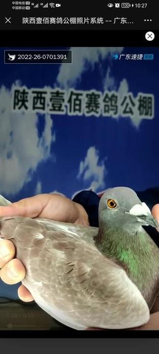 智速捷赛鸽gps查询网