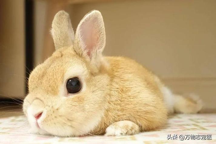什么的尾巴长不了图标