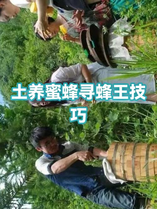我找养蜜蜂缩略图
