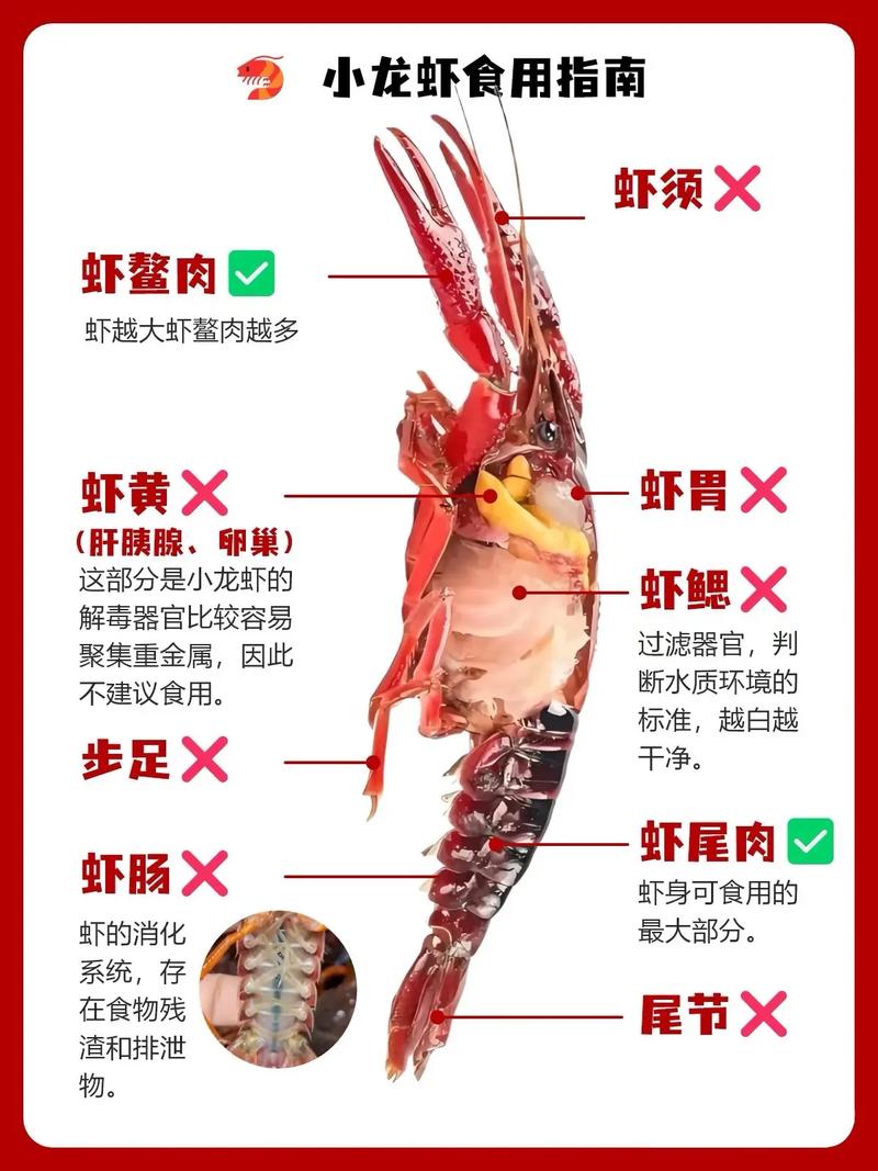 如何获得分红小龙虾
