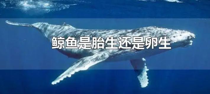 鲸鱼产卵还是胎生图标