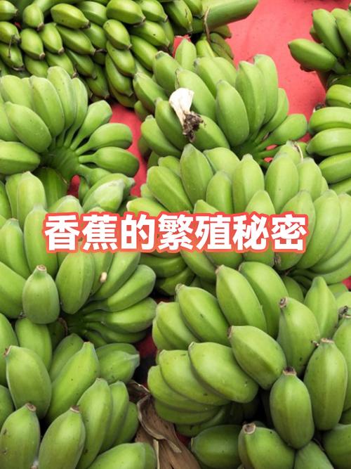 香蕉的特点