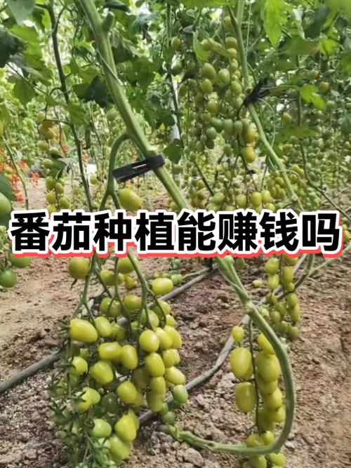 种西红柿赚钱吗缩略图