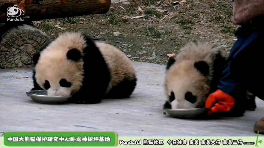 熊猫社区缩略图