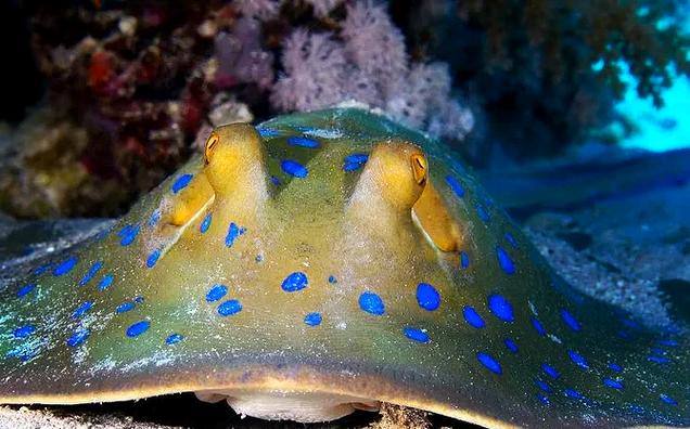 金多多水族馆分红鱼是真的吗游戏截图