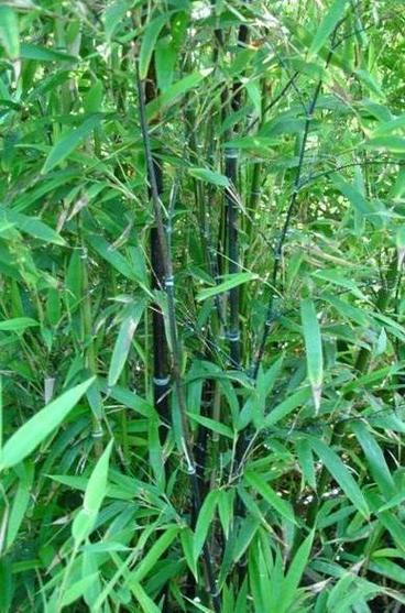 紫竹林最厉害三个地方图标