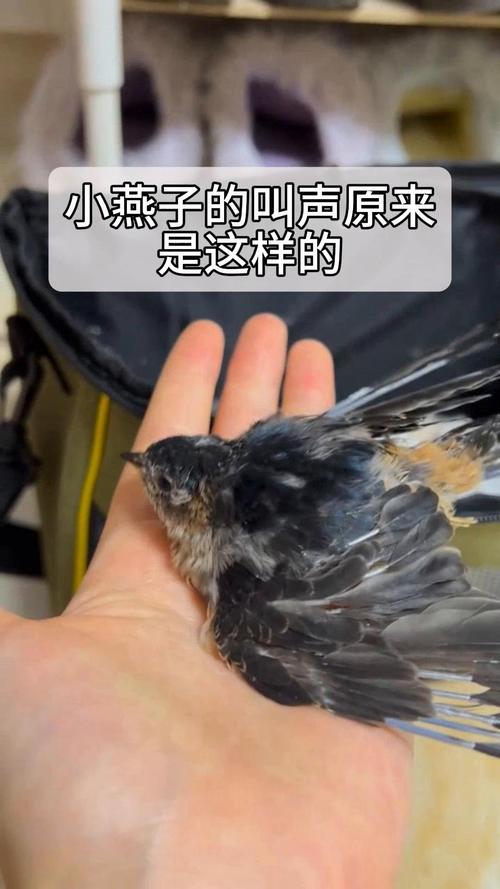 燕子的叫声视频