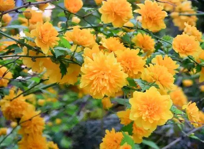 花语直播软件介绍缩略图