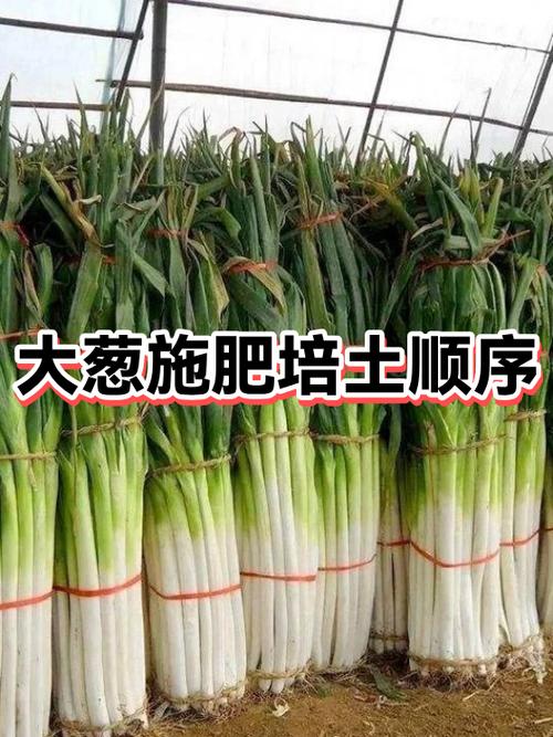 大葱最爱三种肥料