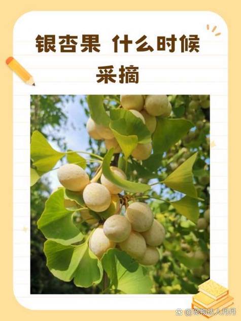 自己摘的白果怎么处理图标