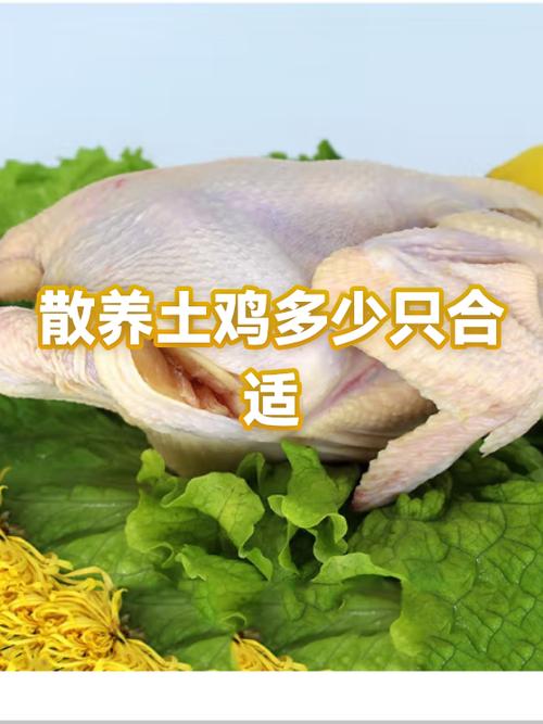 散养鸡2000只一年利润多少缩略图